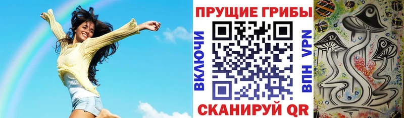 где можно купить наркотик  Зеленоградск  Псилоцибиновые грибы Cubensis 